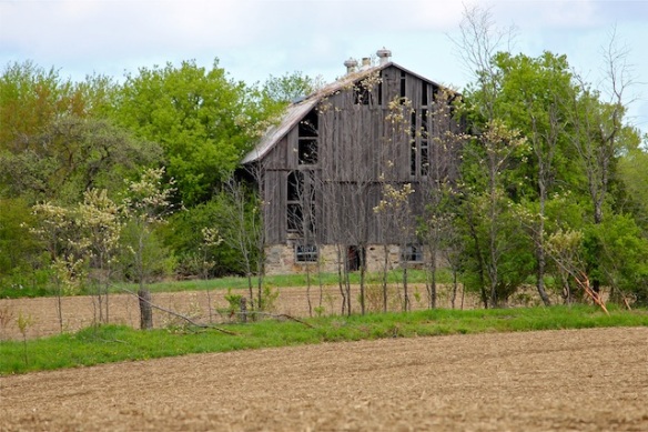 Open barns provide shelter for foraging animals and birds.