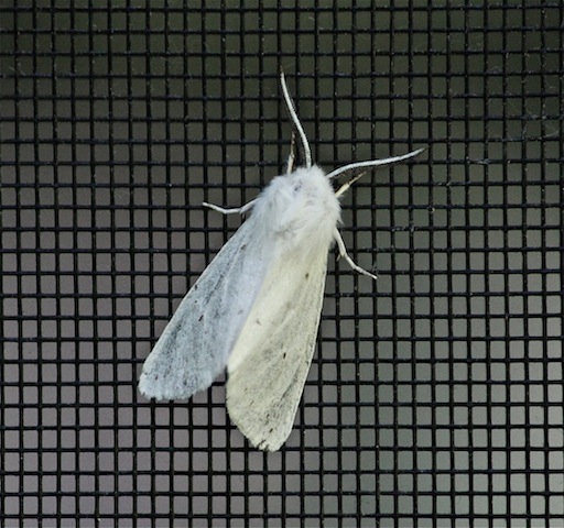 Unidentified, but much smaller than the previous two moths pictured